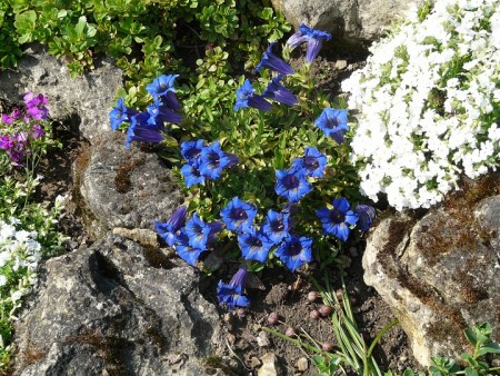 Hořec   (Gentiana)
